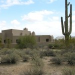 Magnificent Saguaro