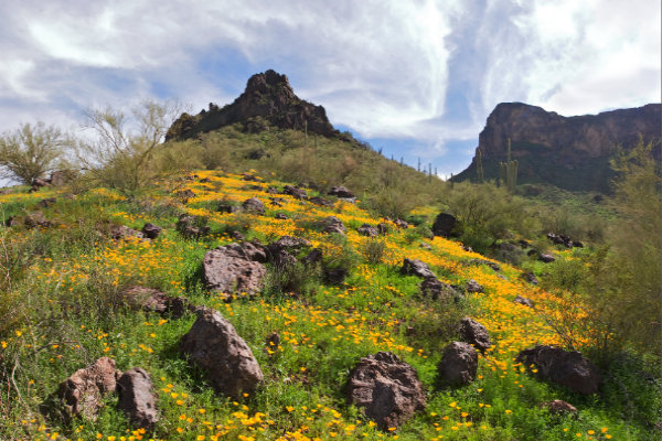 Mountain_&_wildflowers 600x400